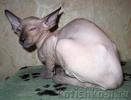 Peterbald котка порода - Сфинкса Петербург, 30 снимки и описания