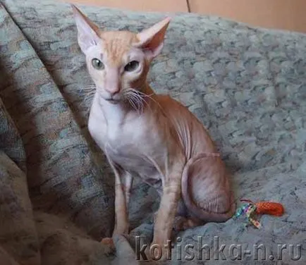 Peterbald котка порода - Сфинкса Петербург, 30 снимки и описания