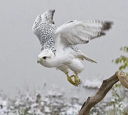 Merlin, снимки