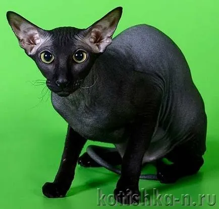 Peterbald котка порода - Сфинкса Петербург, 30 снимки и описания