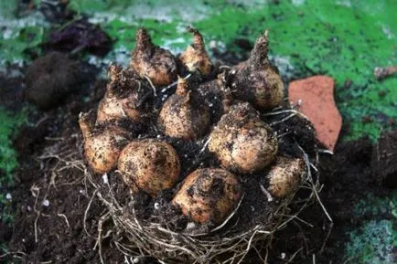 Crocus в саксия, за да растат и как да се грижим
