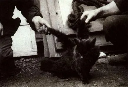 крилат котка