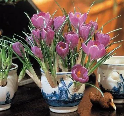 Crocus в саксия, за да растат и как да се грижим