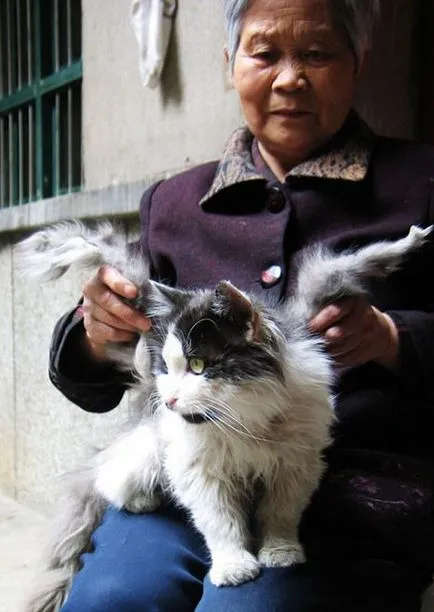 Крилати котка (крилат котка)