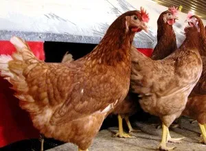 Ломан Браун кокошки характеристика на породата със снимки
