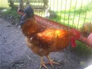 Ломан Браун кокошки характеристика на породата със снимки