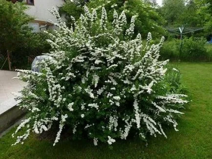 Ландшафтен дизайн на селска къща с техните ръце, снимки