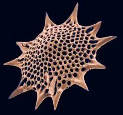 Pod, radiolarians