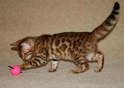 Leopard котка порода, цена, цвят леопард