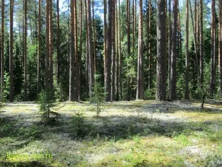 лишеи Cladonia