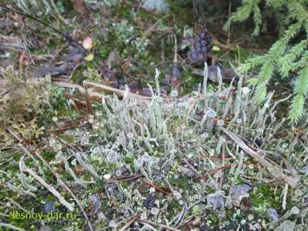 лишеи Cladonia