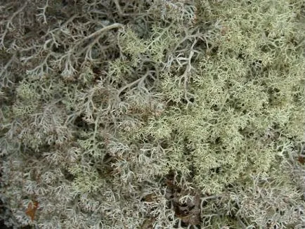 лишеи Cladonia
