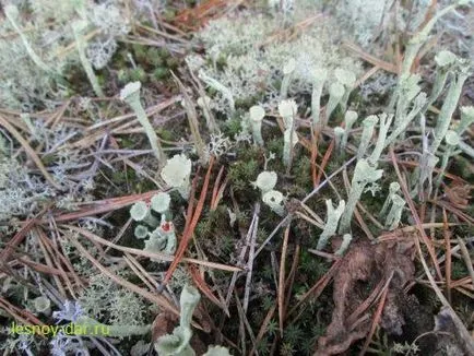 лишеи Cladonia