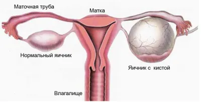 Лутеалната фаза, която е, кой ден от цикъла се среща при жени, които Vliet за продължителността, честотата на