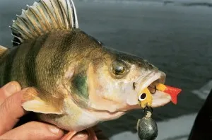 Какво да хвана костур 