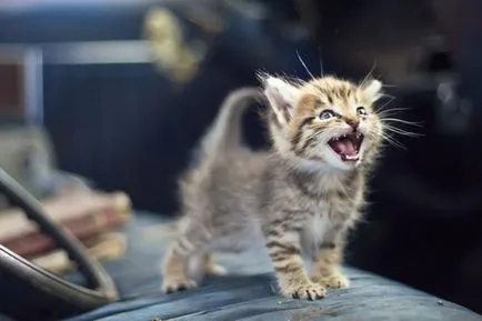 Мяукане на котка или котка как и защо котето meows постоянно без причина, видео