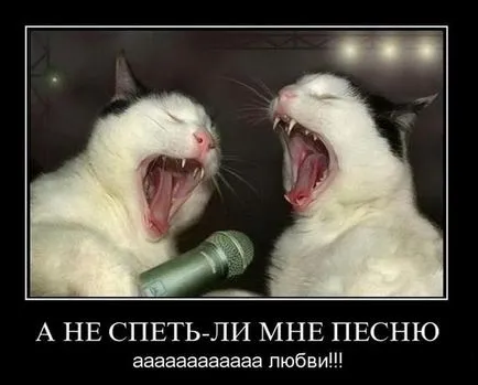 Мяукане на котка или котка как и защо котето meows постоянно без причина, видео
