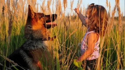 Немска овчарка (Shepherd) немска овчарка