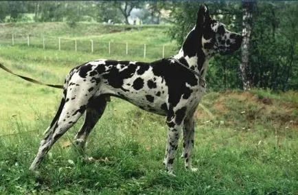 Great Dane снимки, цена, характеристики и описание порода, преглед на собствениците