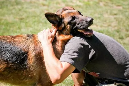 Немска овчарка (Shepherd) немска овчарка