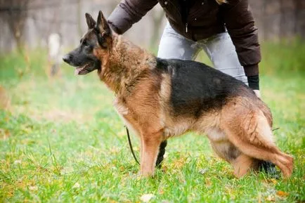 Немска овчарка (Shepherd) немска овчарка