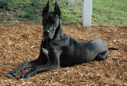 Great Dane снимки, цена, характеристики и описание порода, преглед на собствениците