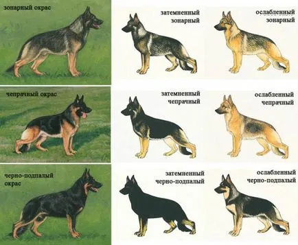 Немска овчарка (Shepherd) немска овчарка