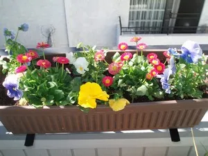 Осъществяване на балкона на цветя как да се украсяват, дизайн, къдрава, ampelnye, снимки
