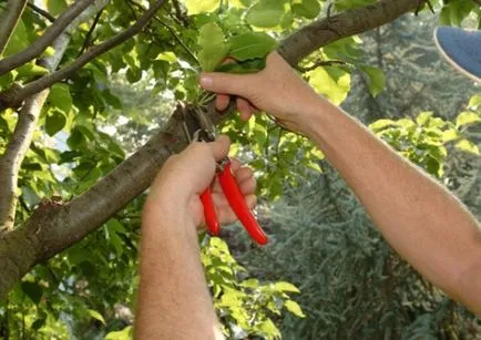 Резитба на овощни дървета в градината, когато културите, както и възможното