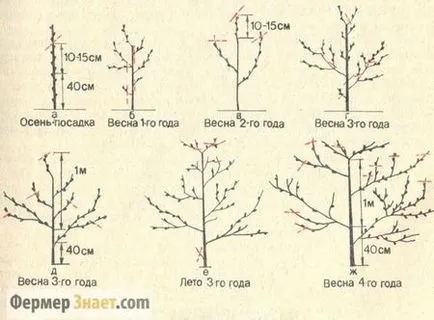 Резитба кайсия пролет, есен, лято, как правилно да изрежете