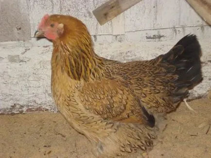 Преглед пилета порода за месо и яйца сортове и характеристики, снимки и видео