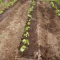 Краставици изумрудено поток характеристика и описание на сорта, особено засаждане (краставица) Краставици изумрудено поток характерни и описанието на сорта, особено засаждане