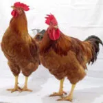Описание порода Ломан Браун кокошки преглед на снимки и обратна връзка
