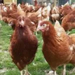 Описание порода Ломан Браун кокошки преглед на снимки и обратна връзка