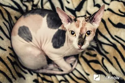 Описание и цена на сфинкс peterbald на Петербург (Peterbald) Описание и цена на сфинкс peterbald на Петербург