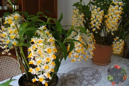 Dendrobium орхидея - добри съвети за грижата, поливане, торене, разсаждане