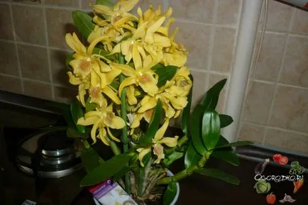 Dendrobium орхидея - добри съвети за грижата, поливане, торене, разсаждане