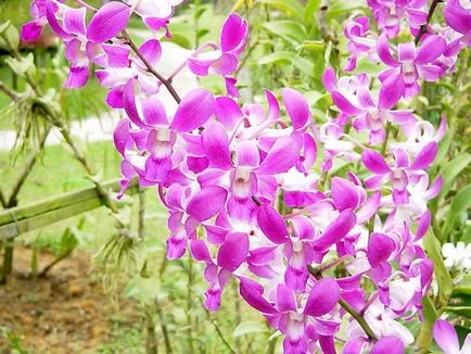 Orchid Dendrobium Nobile