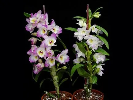 Orchid Dendrobium Nobile