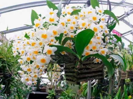 Orchid Dendrobium Nobile