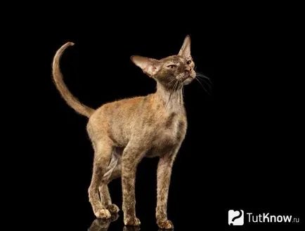 Описание и цена на Петербург Sphynx Peterbald (Петербург Sphynx) Описание и цена на сфинкс peterbald на Петербург