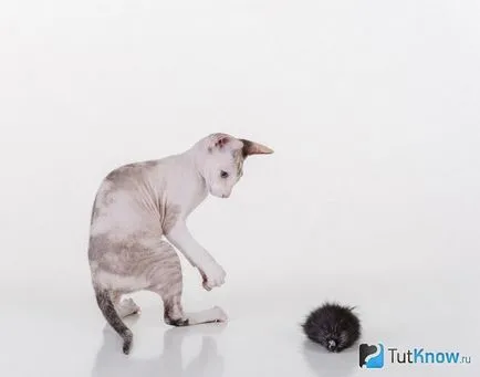 Описание и цена на сфинкс peterbald на Петербург (представители на породата) Описание и цена на сфинкс peterbald на Петербург