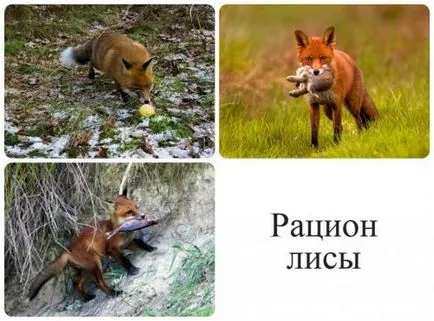 Особености на поведението на лисици, къде да търсите и съвети заявление от опитни ловци с видео