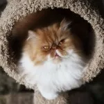 персийска котка