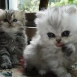 персийска котка