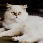 персийска котка