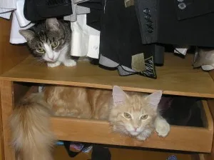 Преместване и котки