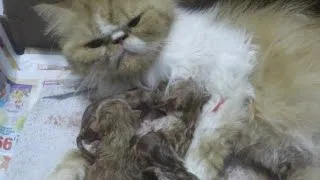 Снимка Персийска котка, описание порода, характер, цвят