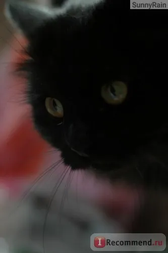 Персийска котка - 