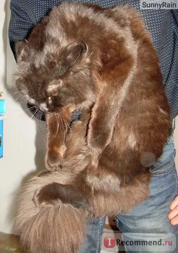 Персийска котка - 